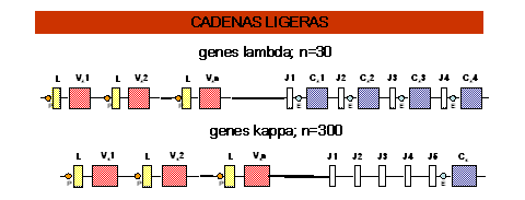 cadenas kappa lambda expresi 243 n gen 233 tica de la inmunoglobulina thinglink cadenas kappa lambda expresi 243 n gen 233 tica de la inmunoglobulina thinglink